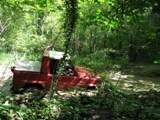 cut im Wald